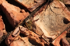 Adromischus triflorus