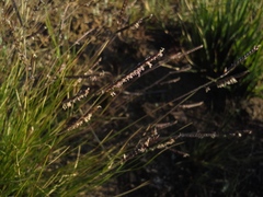 Microchloa altera