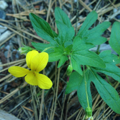 Viola lobata