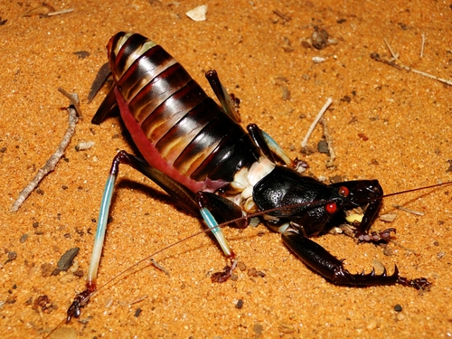 Colossopus grandidieri
