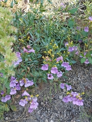 Penstemon azureus