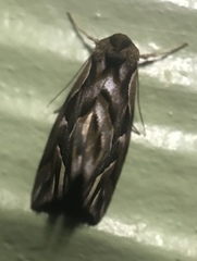 Clytoscopa iorrhoda