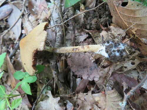 Lacrymaria lacrymabunda