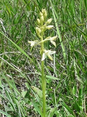 Platanthera bifolia