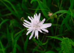 Scorzonera rosea
