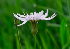 Scorzonera rosea