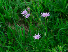 Scorzonera rosea