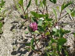 Trifolium pratense