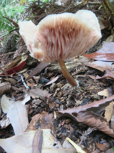 観察された菌類