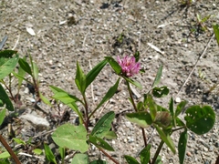 Trifolium pratense