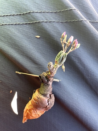 Phemeranthus napiformis, photograph 4