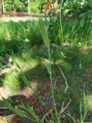 Phleum pratense