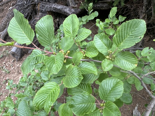 Image of Rhamnus alpina by (c) Jason Grant, some rights reserved (CC BY)