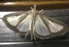 Cydalima