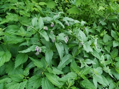 Symphytum officinale