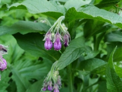 Symphytum officinale