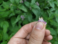 Symphytum officinale