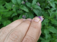 Symphytum officinale