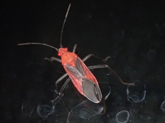大紅姬緣蝽