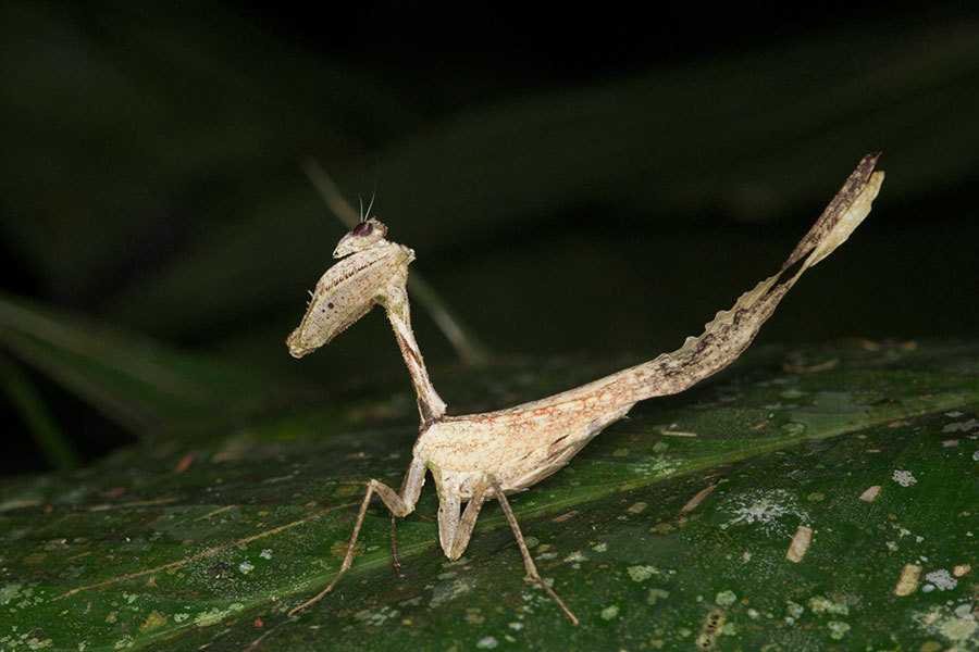 Family Acanthopidae · iNaturalist