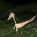 Acanthopid Mantises - Photo (c) John Sullivan, some rights reserved (CC BY-NC), uploaded by John Sullivan