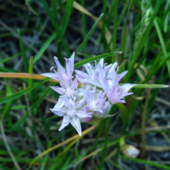 Allium lemmonii