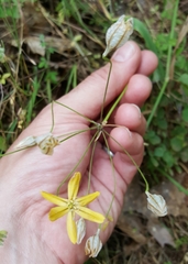 Triteleia ixioides scabra