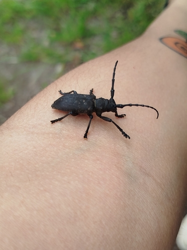 Lamia textor