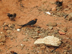 Cecropis abyssinica