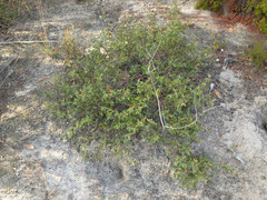 Correa reflexa scabridula