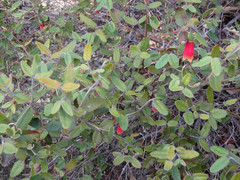 Correa reflexa scabridula