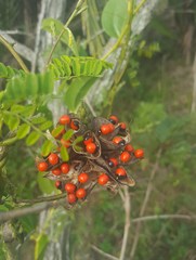 Abrus precatorius africanus