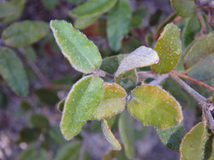 Correa reflexa scabridula