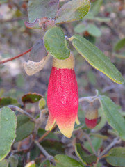 Correa reflexa scabridula