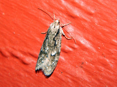Semioscopis aurorella
