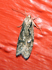 Semioscopis aurorella