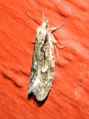 Semioscopis aurorella