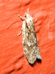 Semioscopis aurorella