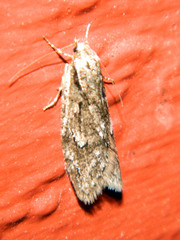 Semioscopis aurorella