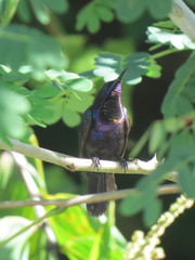 Leptocoma calcostetha