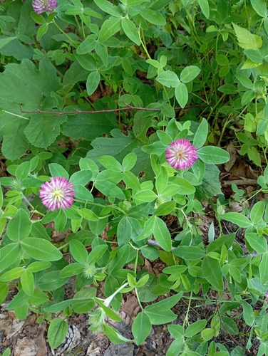 Trifolium medium iNat (2)