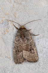 Elaphria fuscimacula