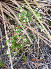 Spyridium thymifolium