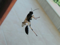 Sceliphron destillatorium