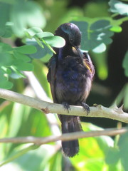 Leptocoma calcostetha