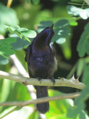Leptocoma calcostetha