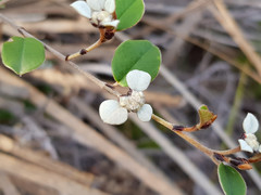 Spyridium thymifolium