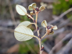 Spyridium thymifolium