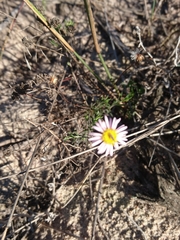 Felicia hyssopifolia