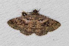 Toxonprucha repentis